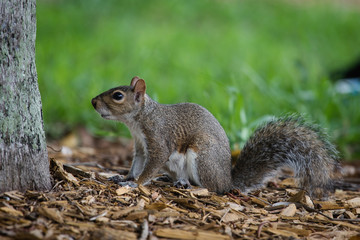 Naklejka na ściany i meble Squirrel in the public park