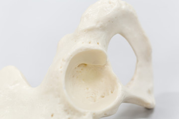 Model of Human leg for education.