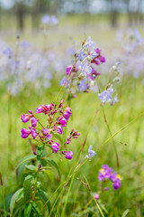 Naklejka premium Murdannia giganteum is blooming at Phu Soi Dao National Park, Thailand. Selective focus