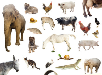 set of farm animals. chicken, pig, cow isolated on white background