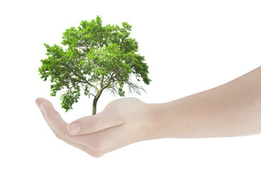 Fototapeta na wymiar hand holding fresh green tree