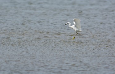 Little Egret on the west coast in Sweden