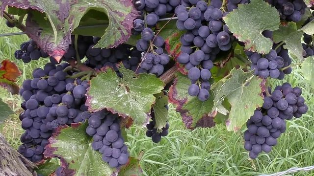 Blaue Weintrauben an Rebstock