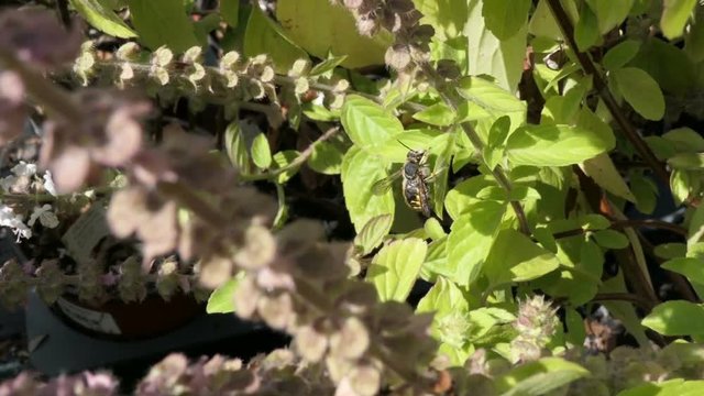 European wool carder bee on blooming basil herb
