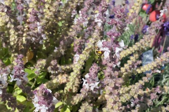 European wool carder bee on blooming basil herb