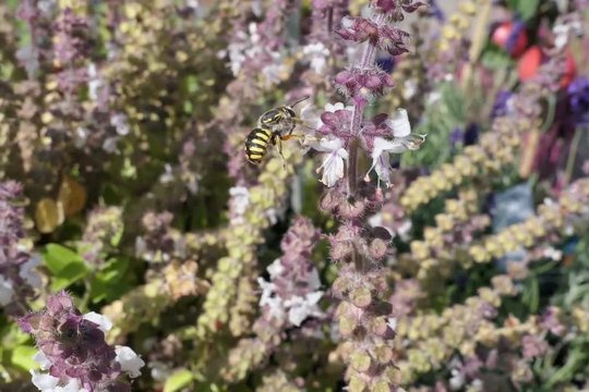 European wool carder bee on blooming basil herb