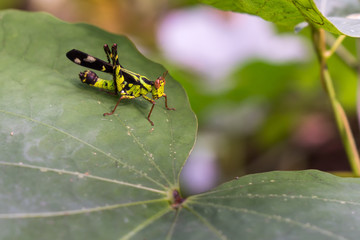 Macro grasshopper live on leaves of grass on nature background, selective focus.