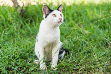 Naklejka na ściany i meble Black & white cat with yellow eyes is looking on nature background