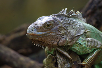 Close-up of iguana