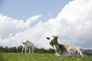 Obraz premium 座るヤギ