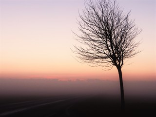 Fototapeta na wymiar ein Baum im Nebel