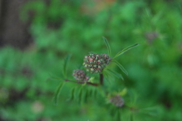 Blütenknospen Pimpernelle, Kleiner Wiesenknopf (Sanguisorba minor)
