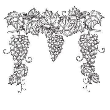 Hand drawn vector illustration of branch grapes. Vine sketch isolated on white background
