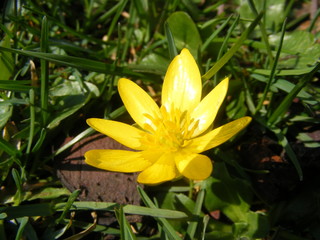 Ficaria verna with bright yellow flowers 