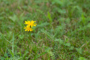 Flower on grass background / Yellow flowers on green grass background