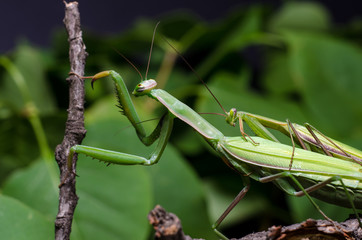 Mantis mating