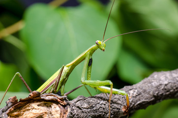 Mantis religiosa.