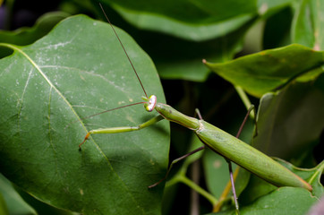 Mantis religiosa.