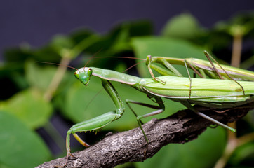 Mantis mating