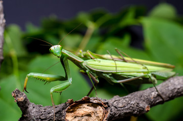 Mantis mating