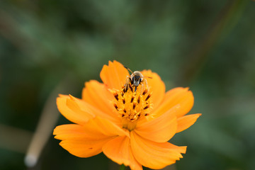 wasp on a flower