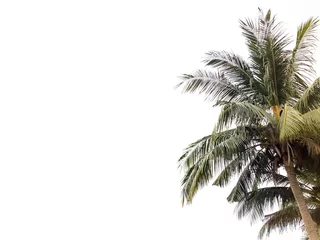 Wall murals Palm tree Coconut tree isolated in white background