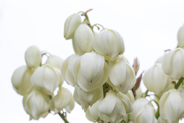 Blooming yucca gloriosa and white background in nature.