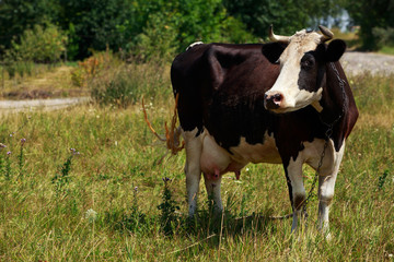 the spotted cow