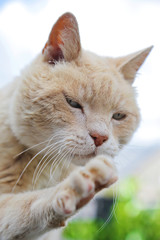 vieux chat matou dans jardin