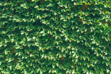 ivy texture in vintage colors