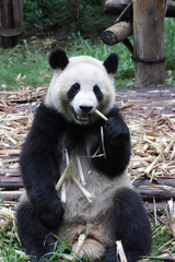 Fototapeta premium Playful Giant Panda