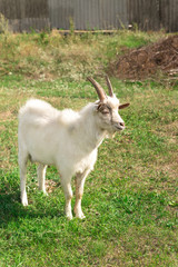 Goat is standing in a meadow in the countryside