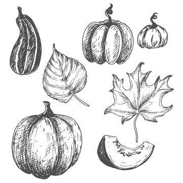 Botanical pumpkins and leaves hand drawn monochrome etching set isolated on white background. Vintage seasonal fall vector illustration.