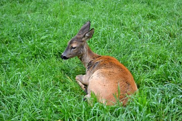 Fototapeta premium the little deer on the green grass after rain