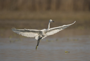 Little Egret
