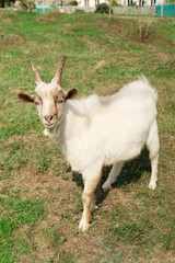Goat is standing in a meadow in the countryside