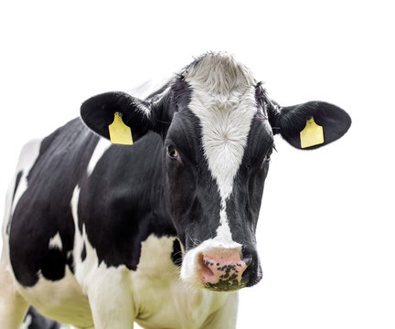cow isolated on a  white