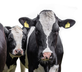 cows on a white background