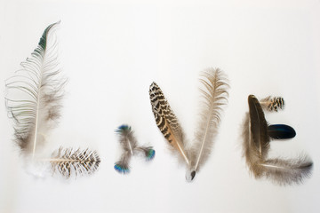 On a white background are the feathers forming word love