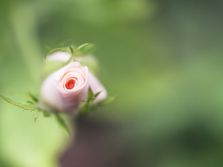 Closeup of pink bud rose with blurry green background.
