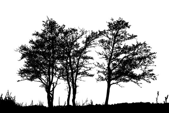 Realistic trees silhouette (vector illustration).ai10