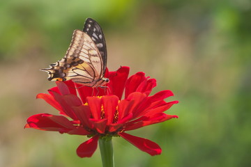 赤い花の蜜を吸う蝶