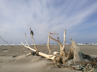 cof朝陽が白木の流木を染める