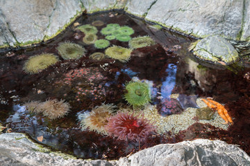 Bubble-tip Anemone, Colorful Aquatic Plants