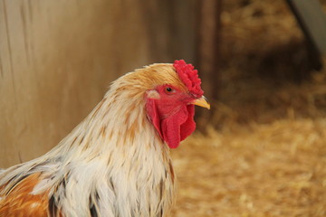 A Farmyard Rhode Island Red Rooster Cockerel Bird.