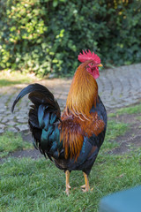 Beautiful Brown and Black Rooster on Meadow