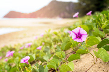 Goat's Foot Creeper or Morning glory beach flower blooming