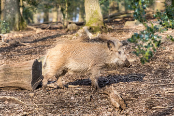 Wild Boar (sus scrofa scrofa) searching for food - wild board enclosure, Germany