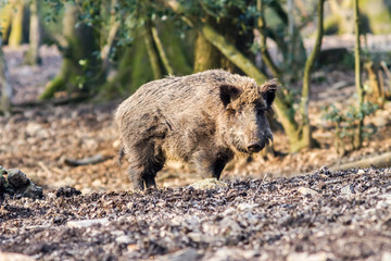 Wild Boar (sus scrofa scrofa) in the forest among trees - wild boar enclosure, Germany