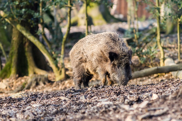 Wild Boar (sus scrofa scrofa) searching for food - wild boar enclosure, Germany